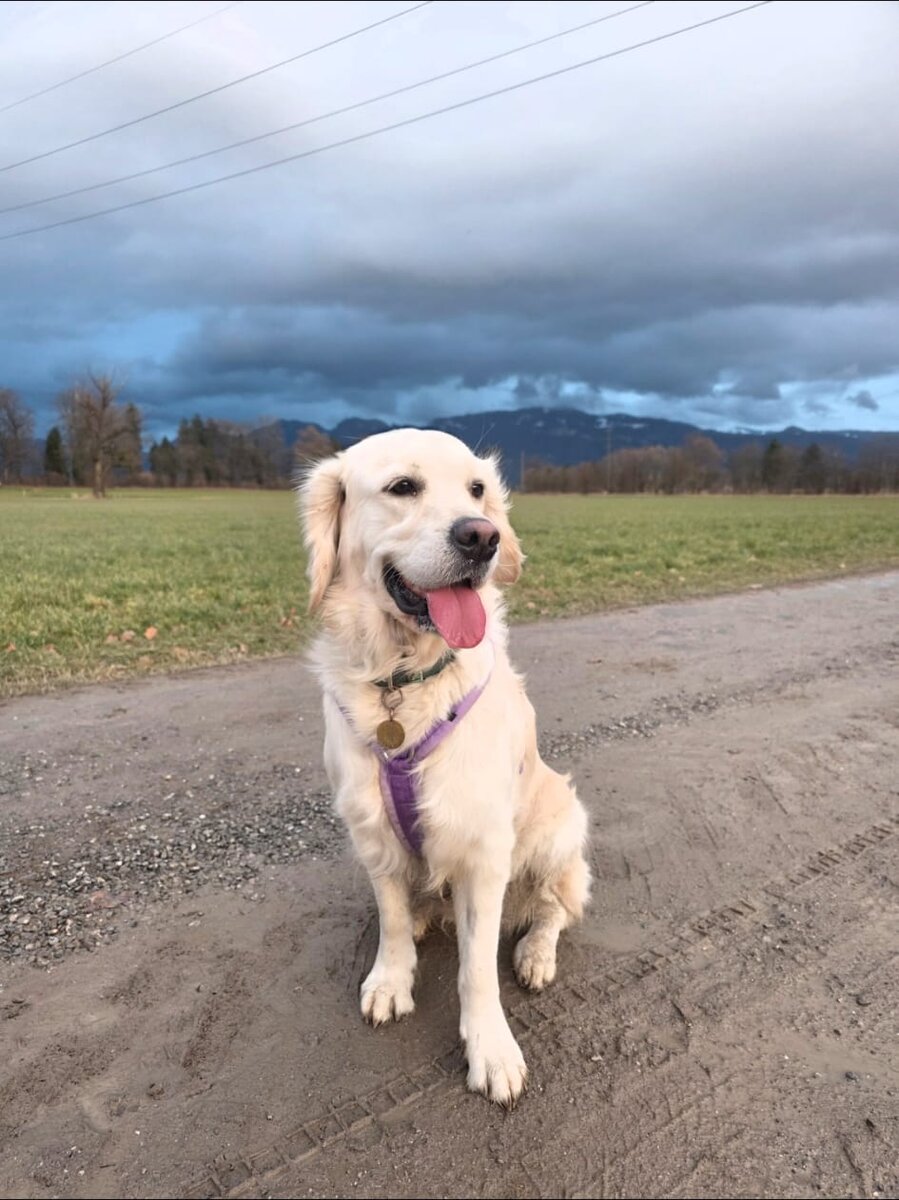Glücklicher Hund nach Pflege im Hundesalon Levana Balgach Rheintal
