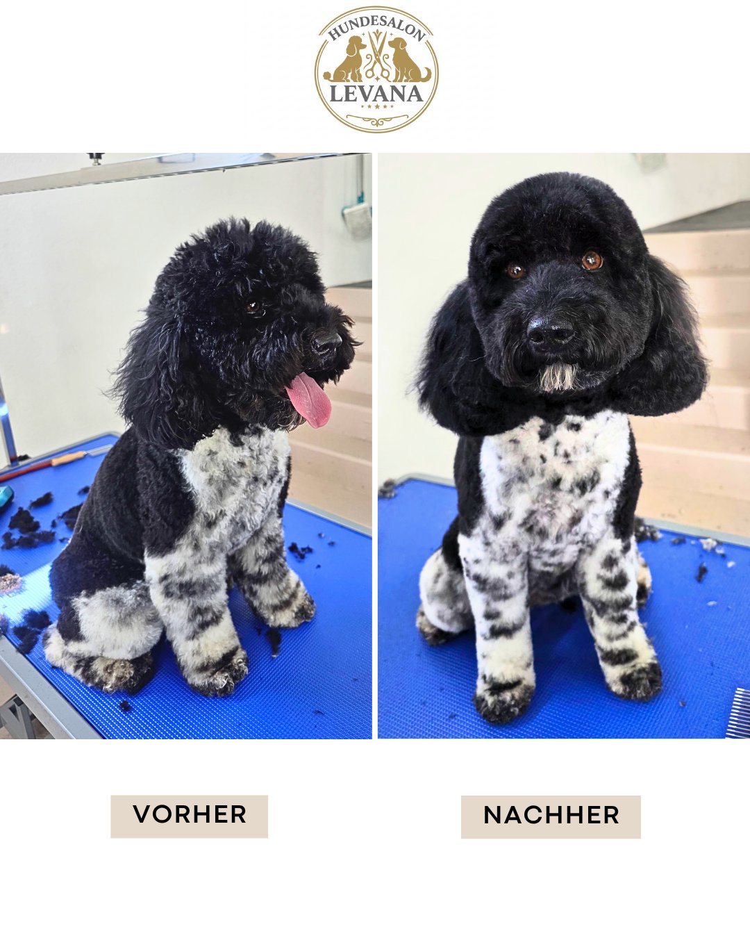 Scheren & Schneiden – Vorher und Nachher im Hundesalon Levana Balgach