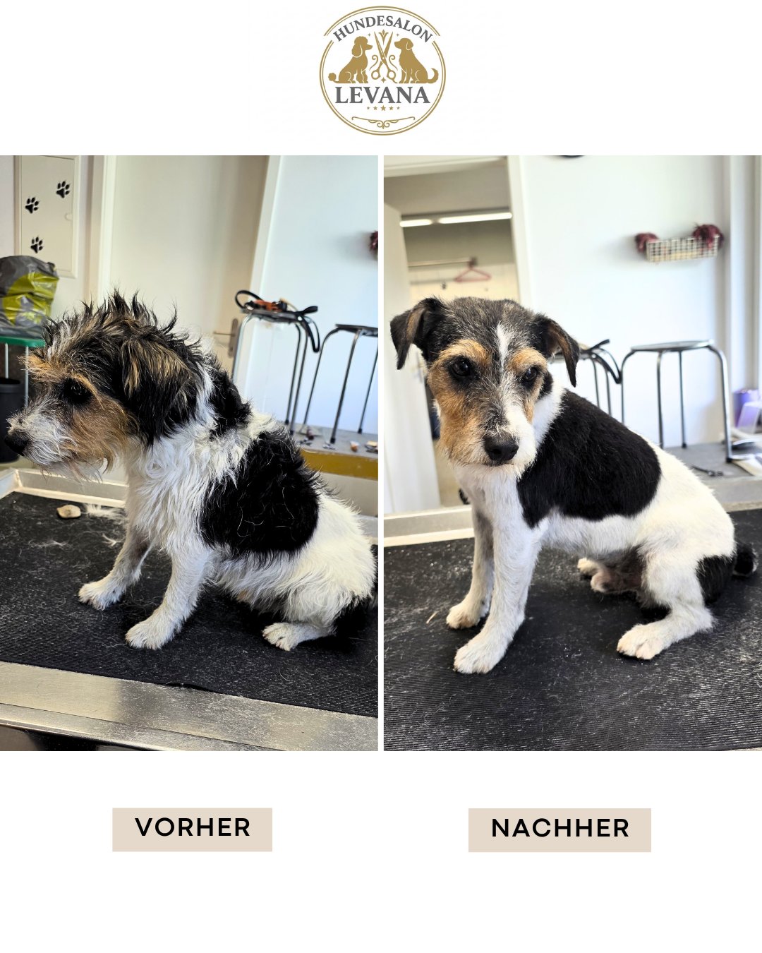 Trimmen – fachgerechte Fellpflege im Hundesalon Levana Balgach