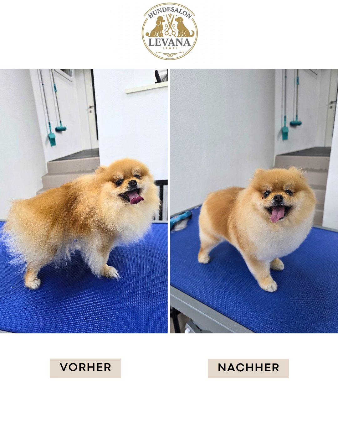Unterwolle entfernen – Fellpflege im Hundesalon Levana Balgach