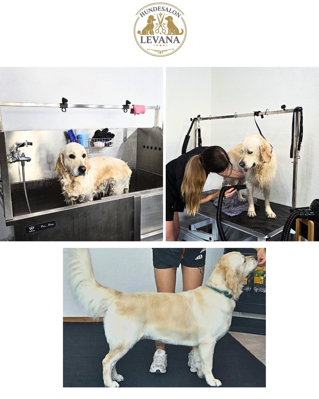 Waschen & Föhnen – Baden und Föhnen im Hundesalon Levana Balgach